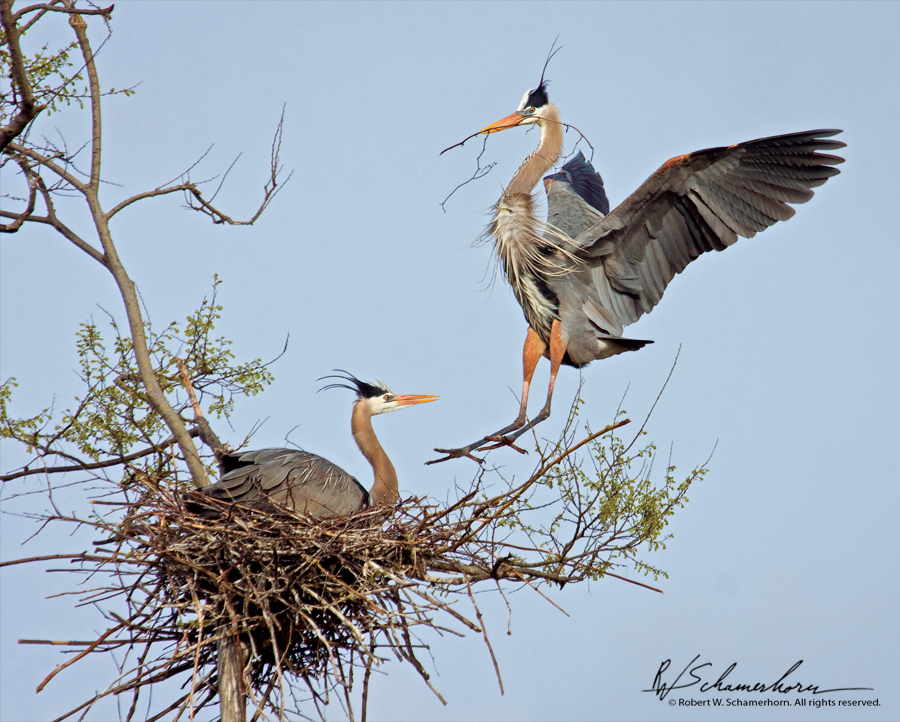 Wildlife Photography Gallery Image