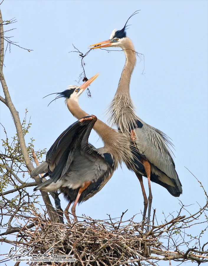 Wildlife Photography Gallery Image