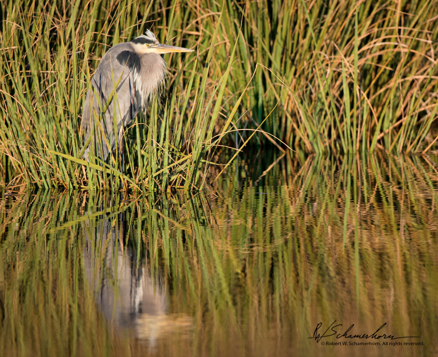 Wildlife Photography Gallery Image