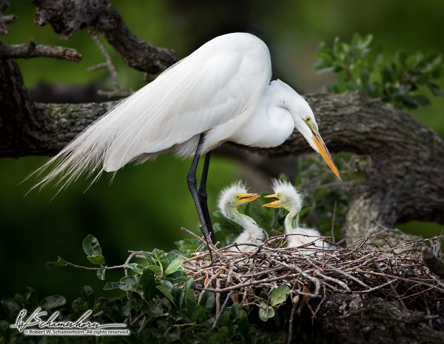 Wildlife Photography Gallery Image