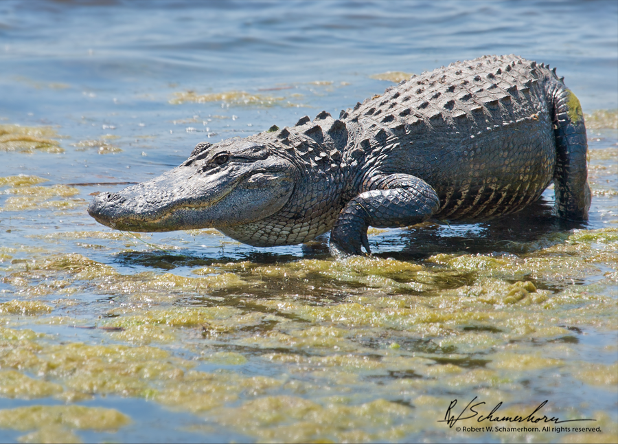 Wildlife Photography Gallery Image