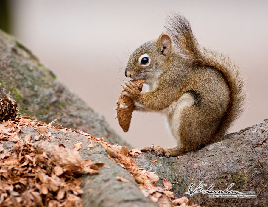 Wildlife Photography Galery Image