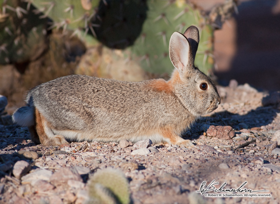 Wildlife Photography Gallery Image