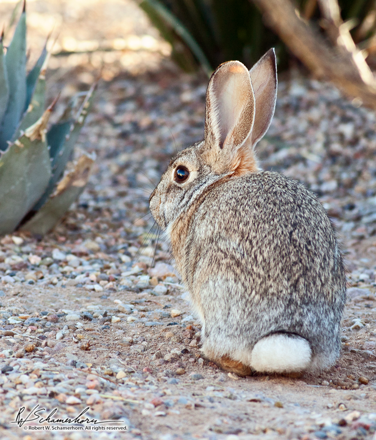 Wildlife Photography Gallery Image