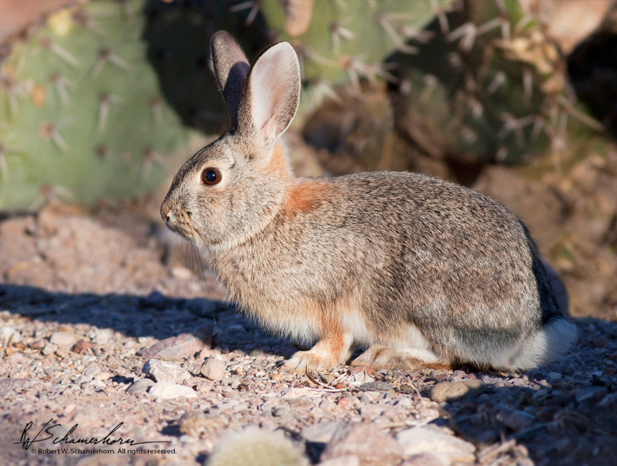 Wildlife Photography Gallery Image