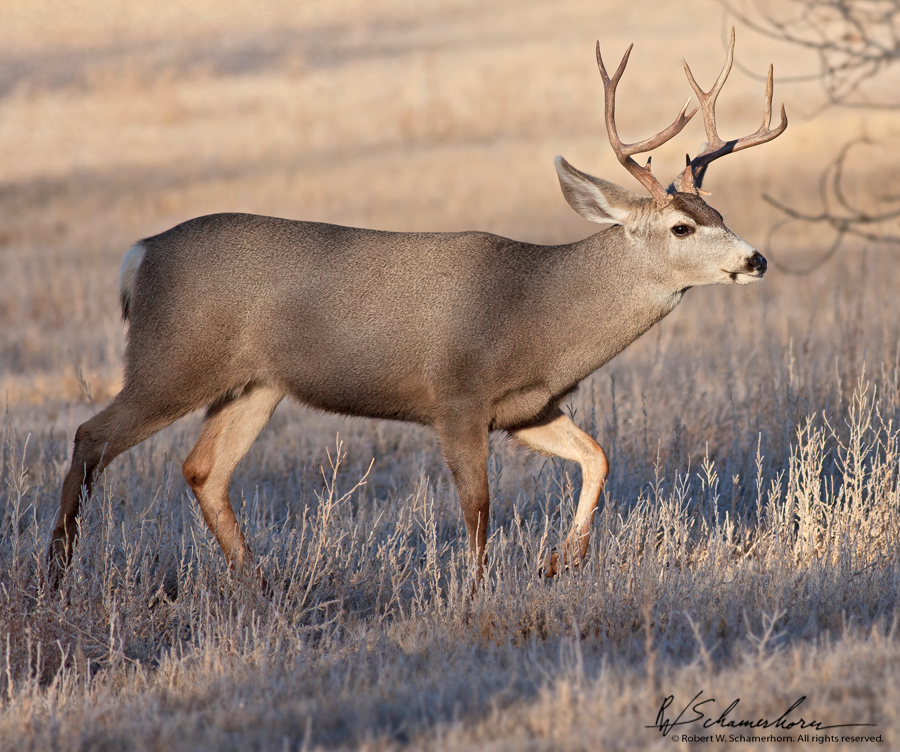 Wildlife Photography Gallery Image