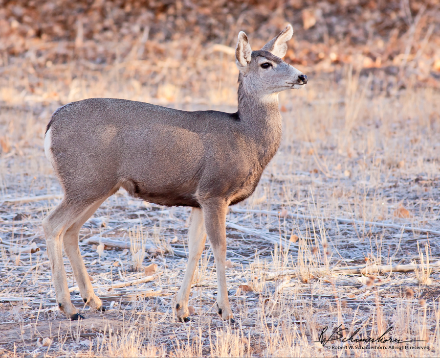 Wildlife Photography Gallery Image