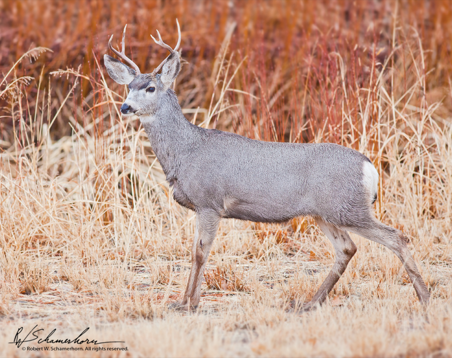 Wildlife Photography Gallery Image