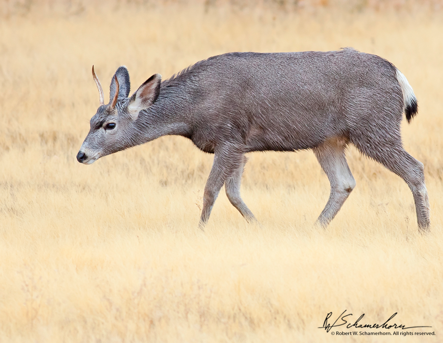 Wildlife Photography Gallery Image