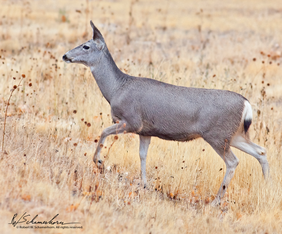 Wildlife Photography Gallery Image