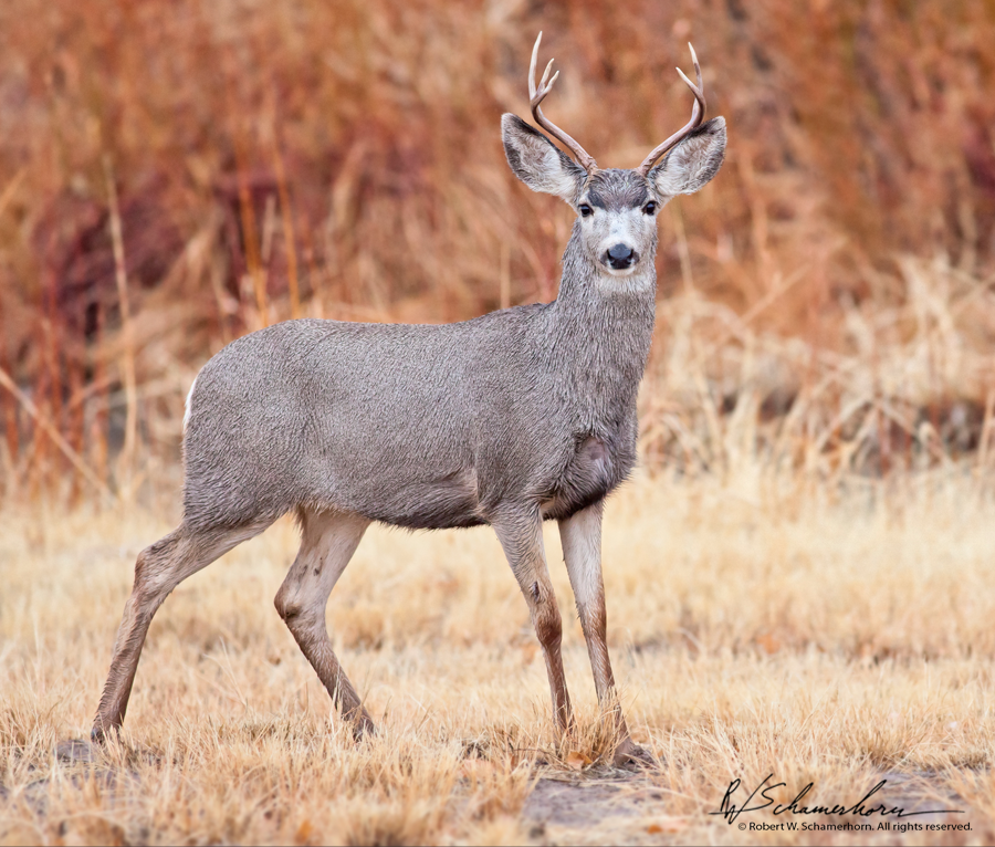 Wildlife Photography Gallery Image