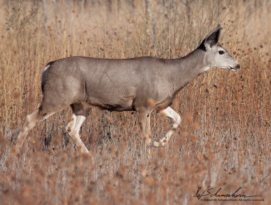 Wildlife Photography Gallery Image