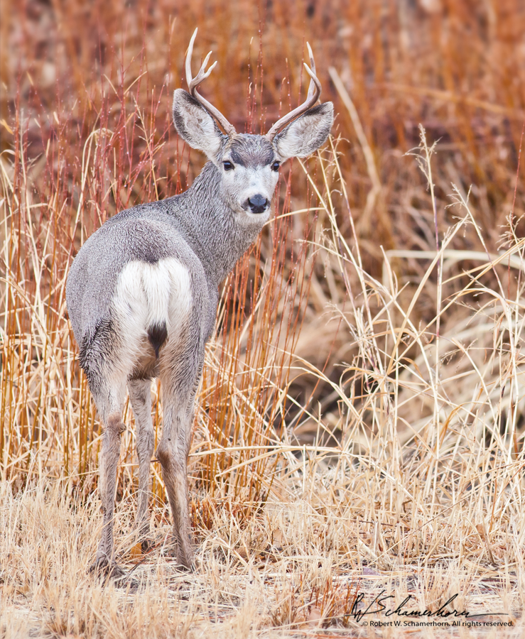 Wildlife Photography Gallery Image