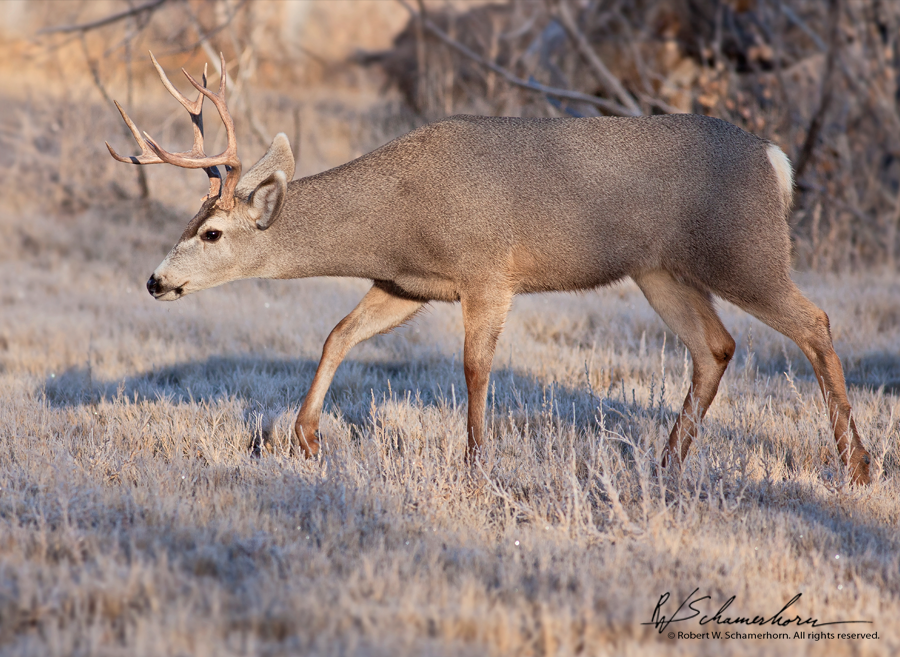 Wildlife Photography Gallery Image