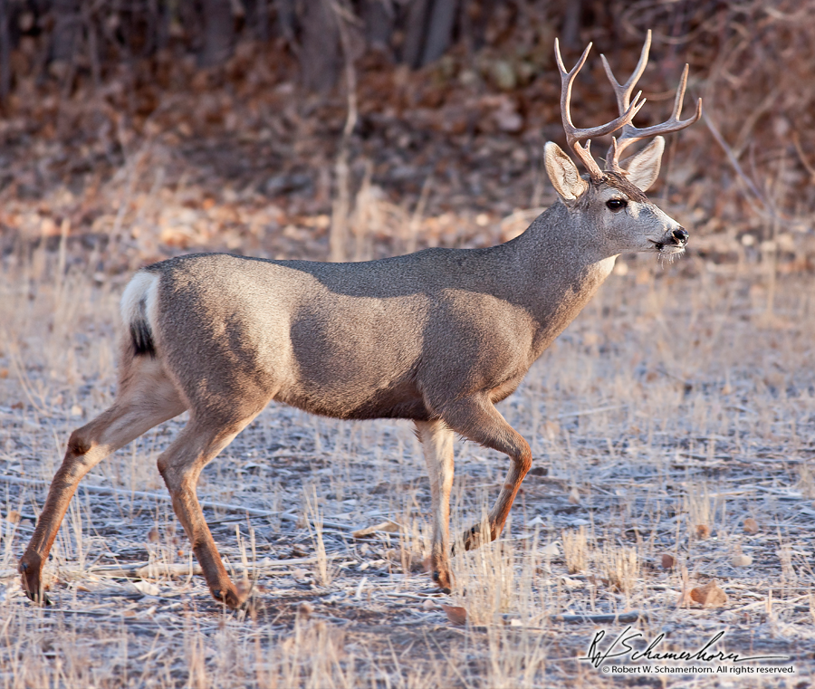 Wildlife Photography Gallery Image