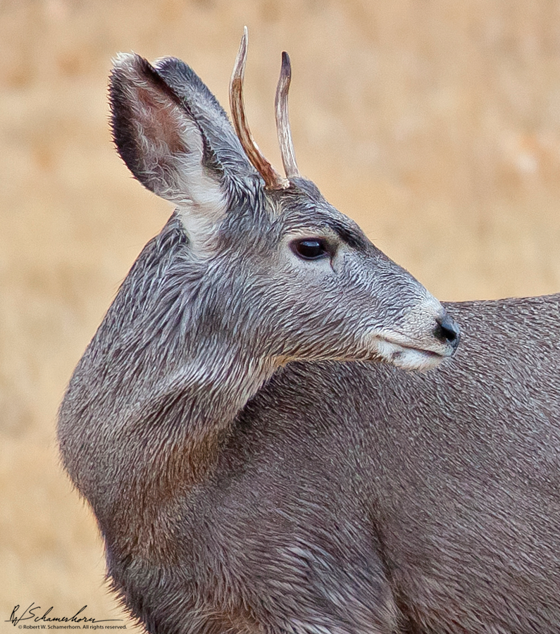 Wildlife Photography Gallery Image