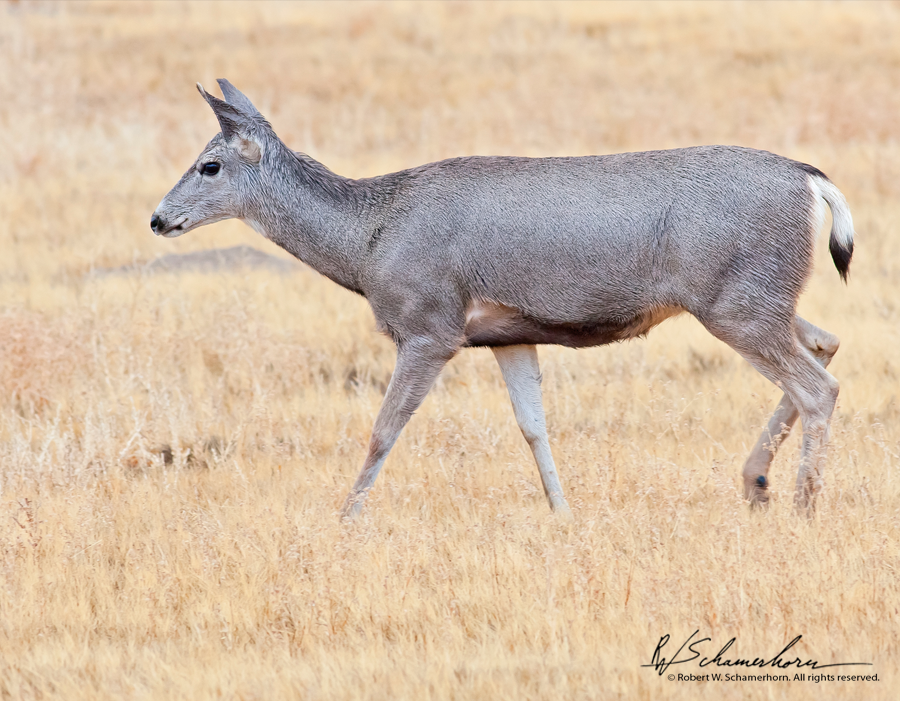 Wildlife Photography Gallery Image