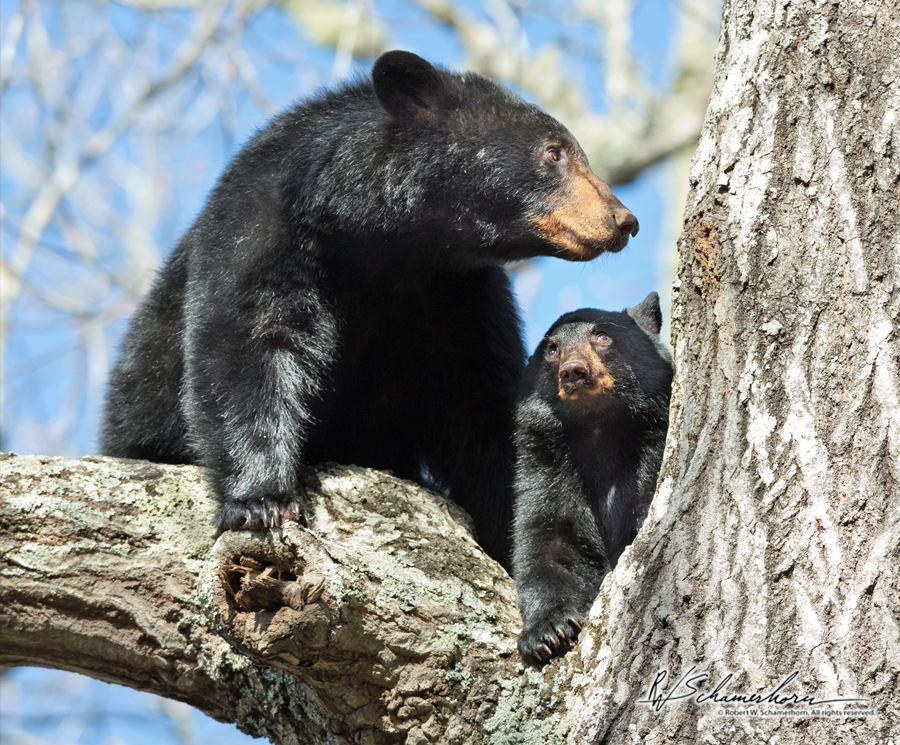 Wildlife Photography Galery Image