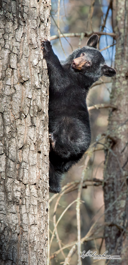 Wildlife Photography Gallery Image