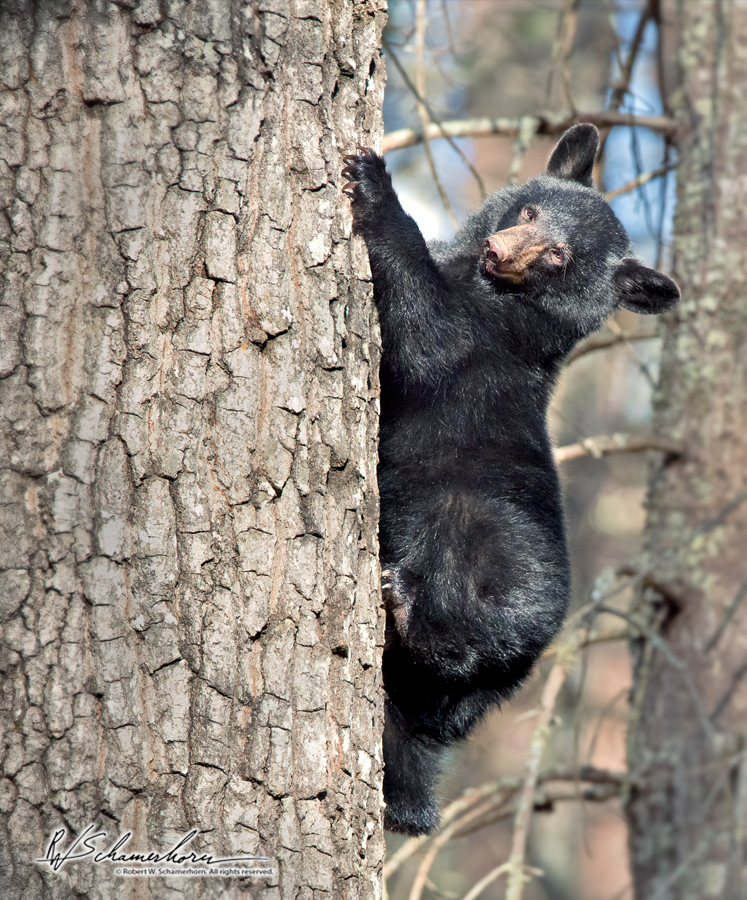 Wildlife Photography Galery Image