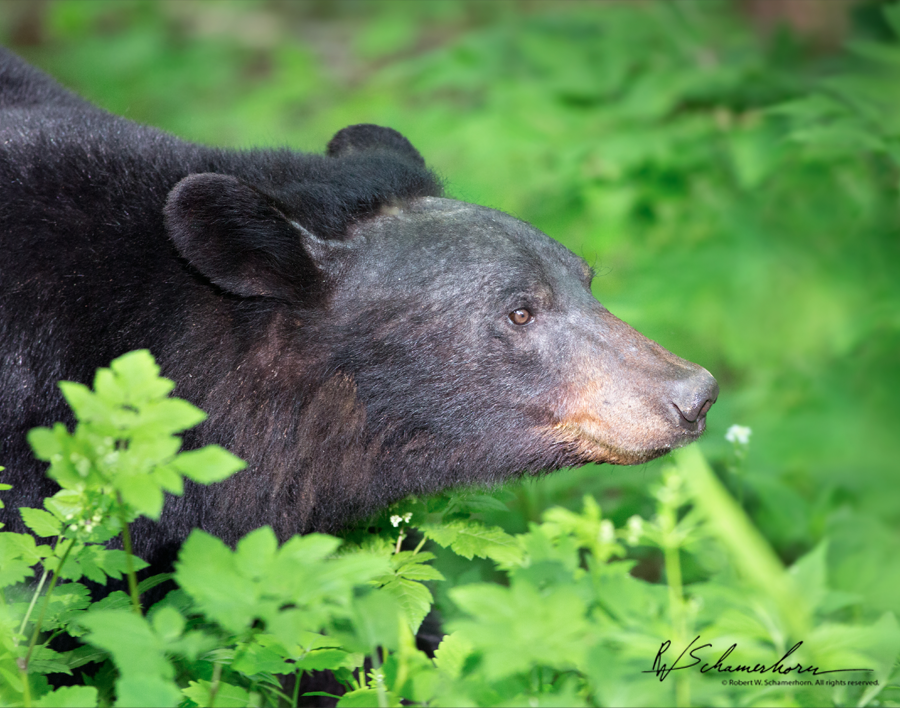 Wildlife Photography Galery Image