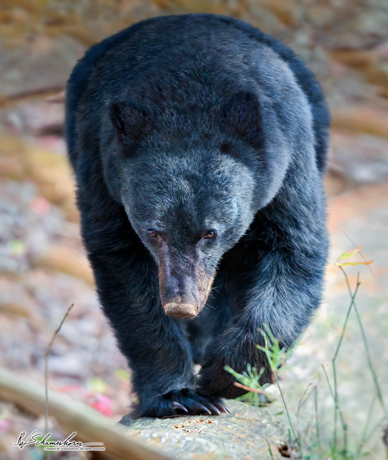 Wildlife Photography Galery Image