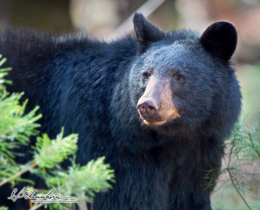 Wildlife Photography Galery Image