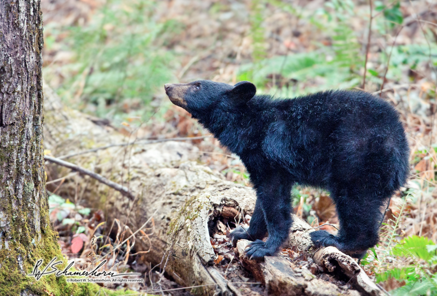 Wildlife Photography Galery Image