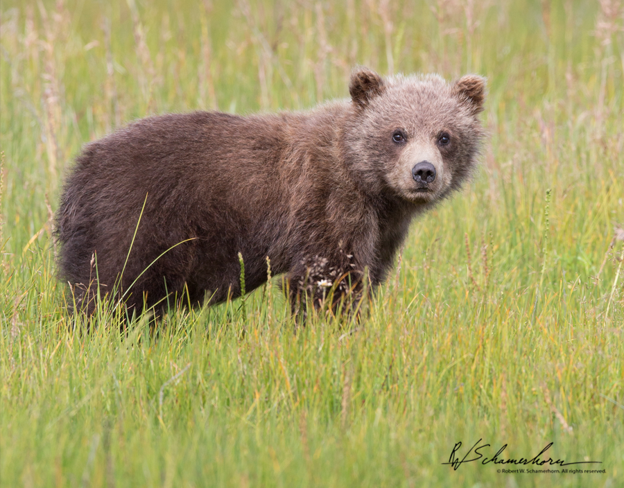 Wildlife Photography Gallery Image