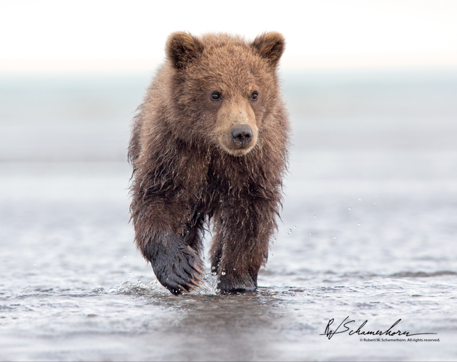 Wildlife Photography Gallery Image