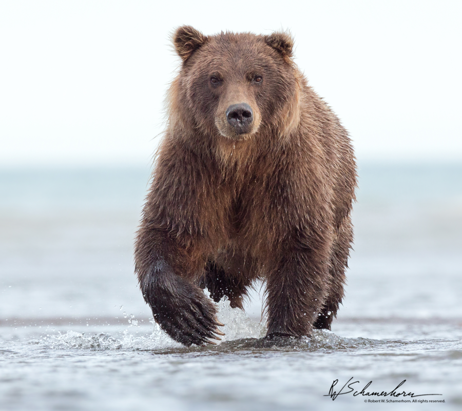 Wildlife Photography Gallery Image