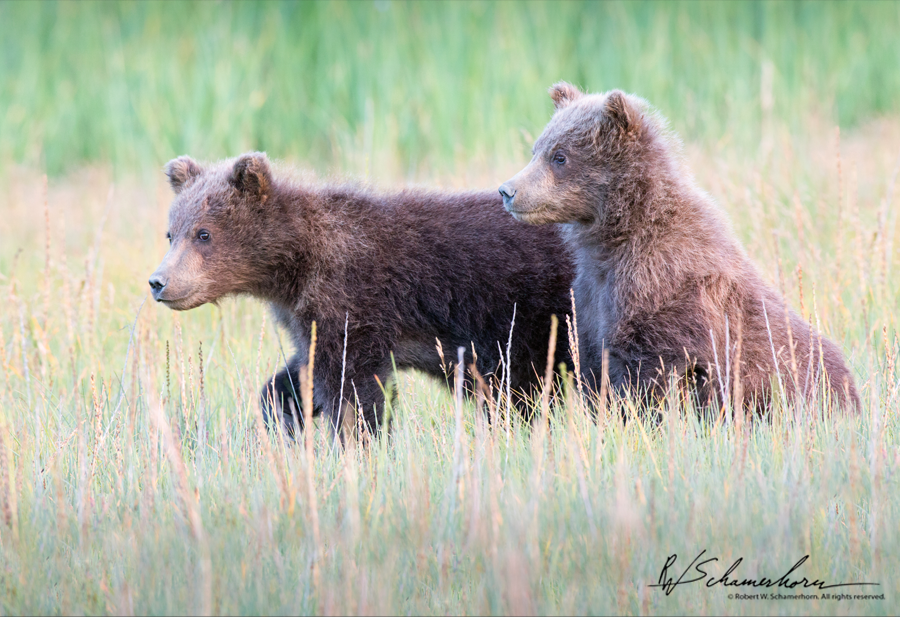 Wildlife Photography Gallery Image