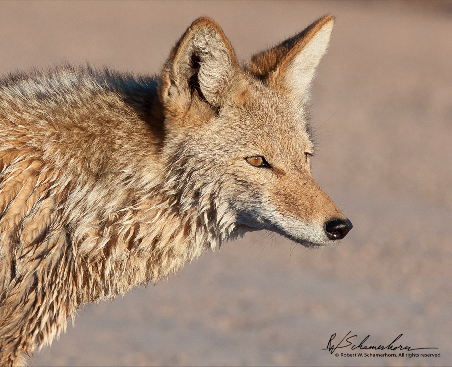 Wildlife Photography Gallery Image