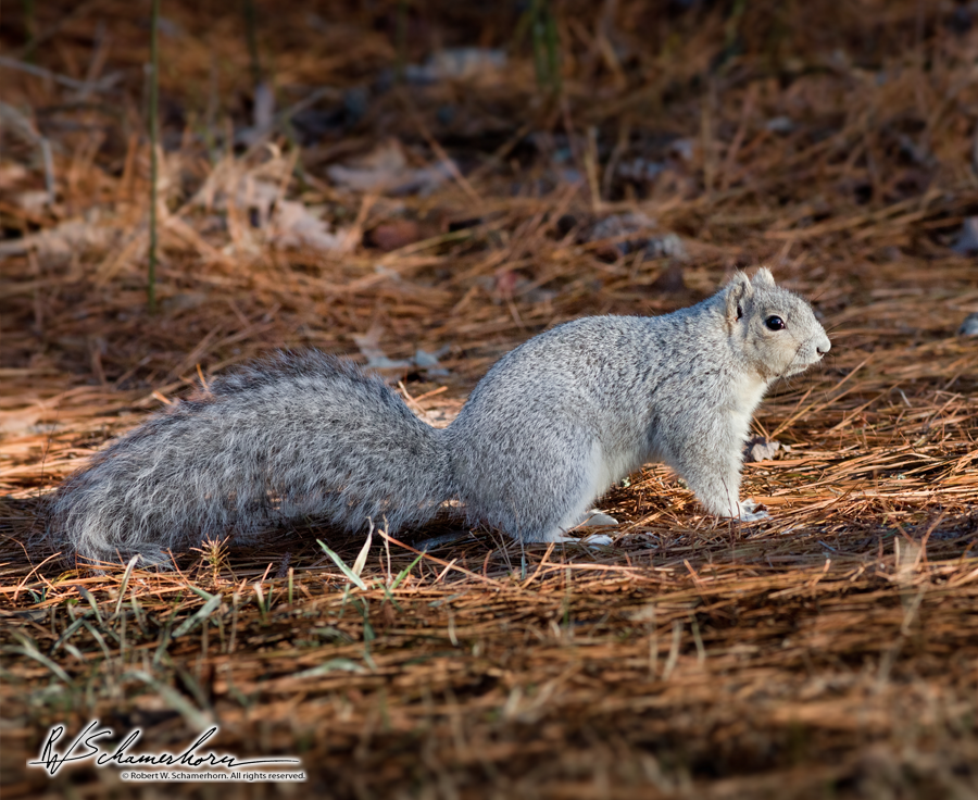 Wildlife Photography Gallery Image