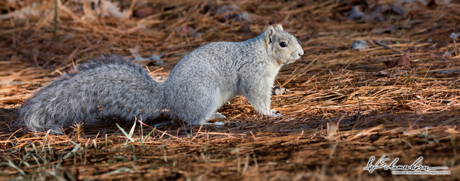 Wildlife Photography Gallery Image