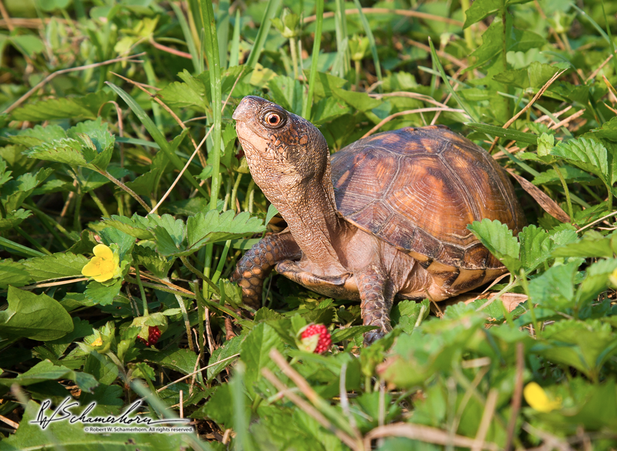 Wildlife Photography Gallery Image