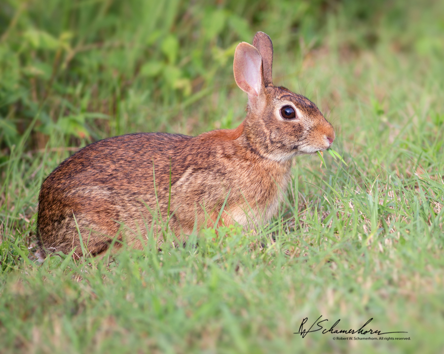 Wildlife Photography Gallery Image