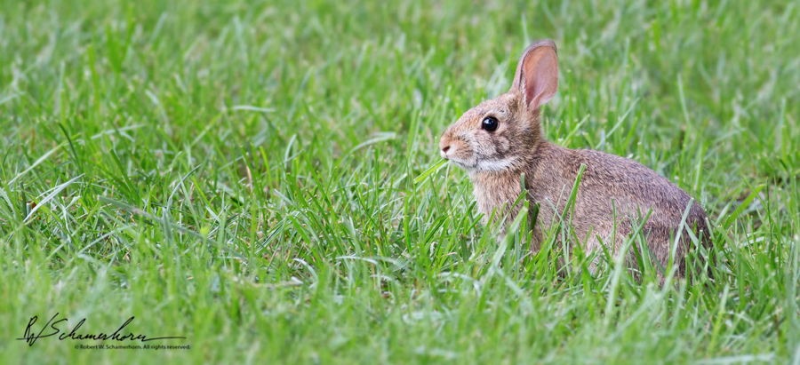 Wildlife Photography Gallery Image