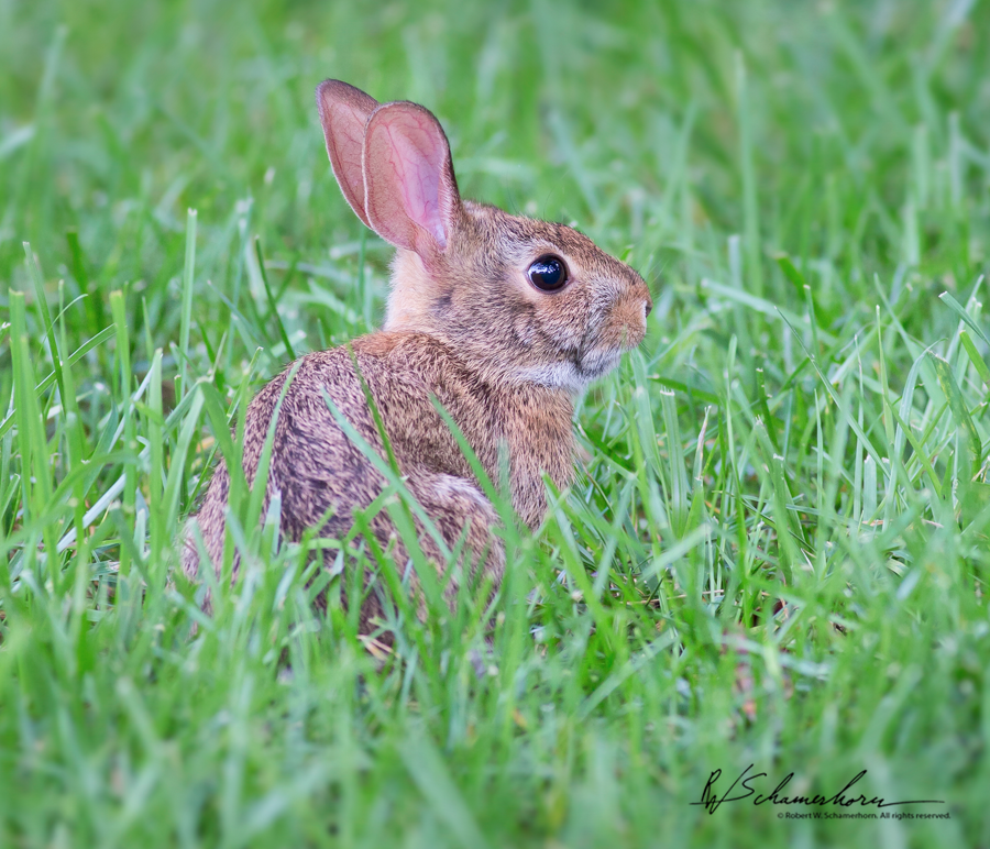 Wildlife Photography Gallery Image