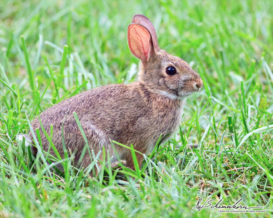 Wildlife Photography Gallery Image