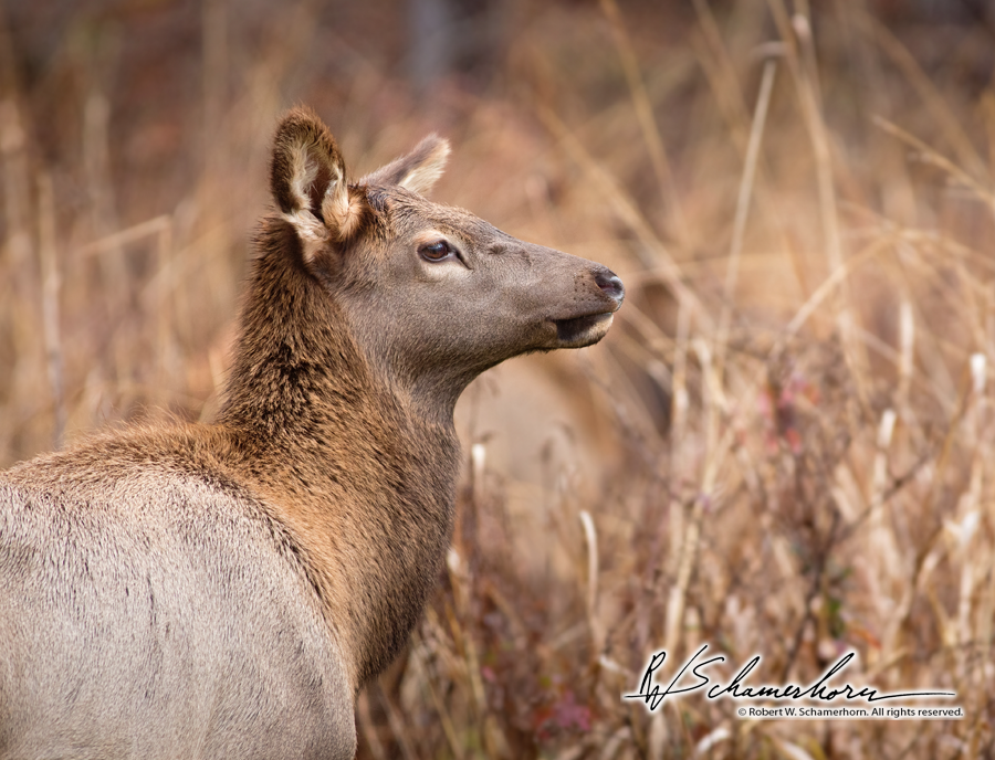 Wildlife Photography Gallery Image