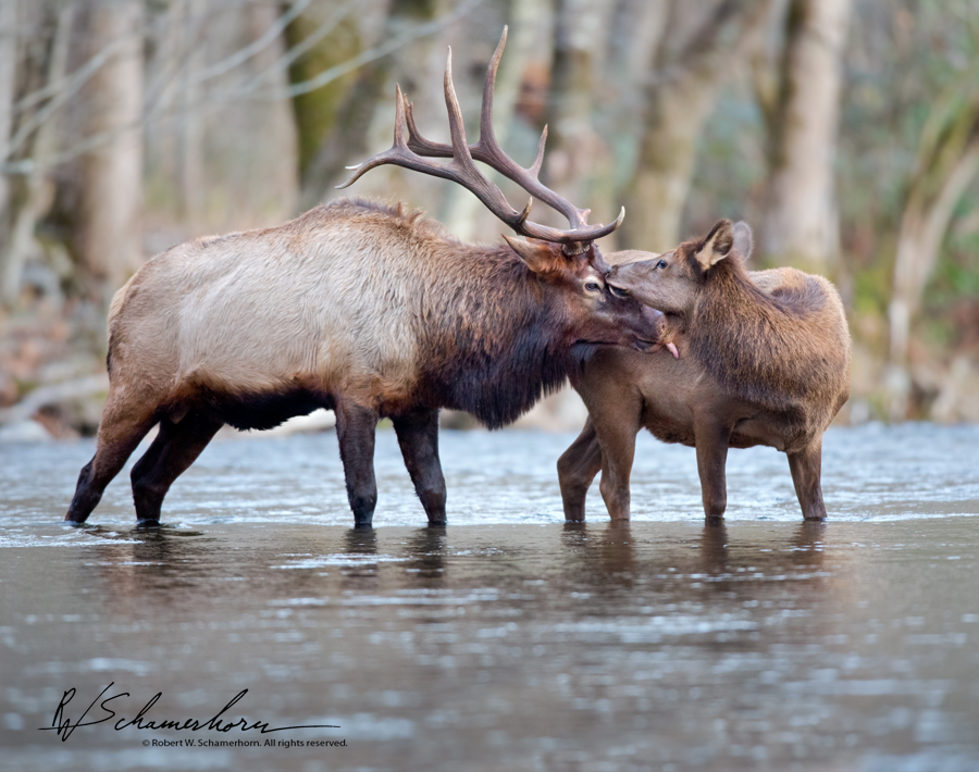 Wildlife Photography Gallery Image