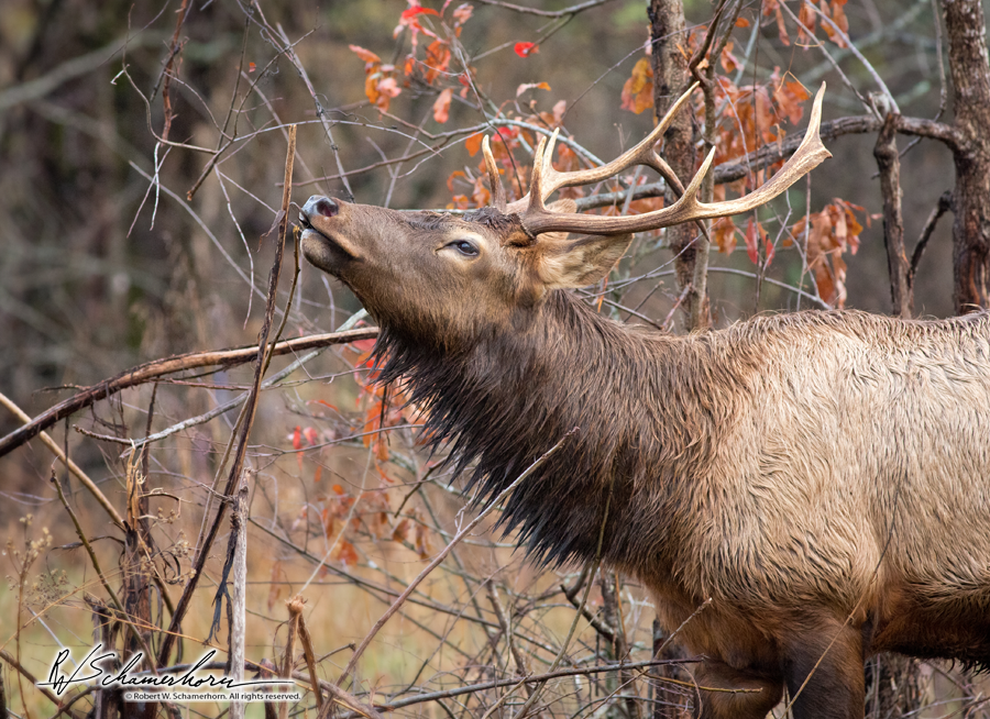 Wildlife Photography Gallery Image