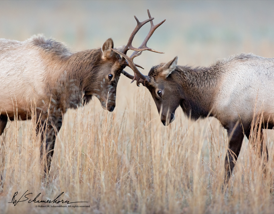 Wildlife Photography Gallery Image