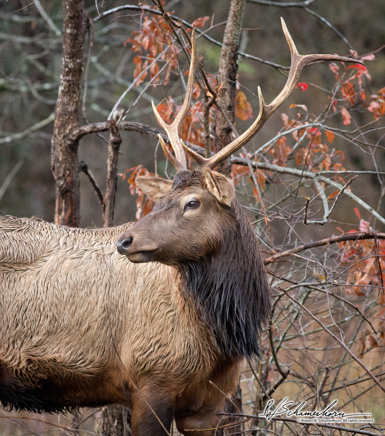 Wildlife Photography Gallery Image