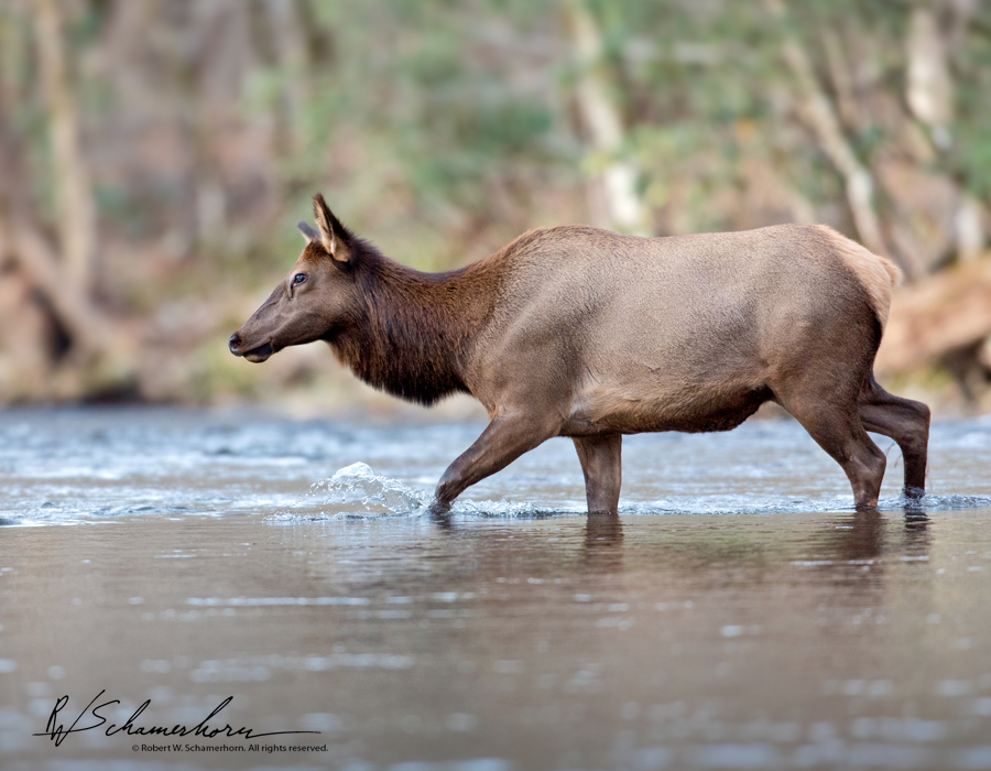 Wildlife Photography Gallery Image