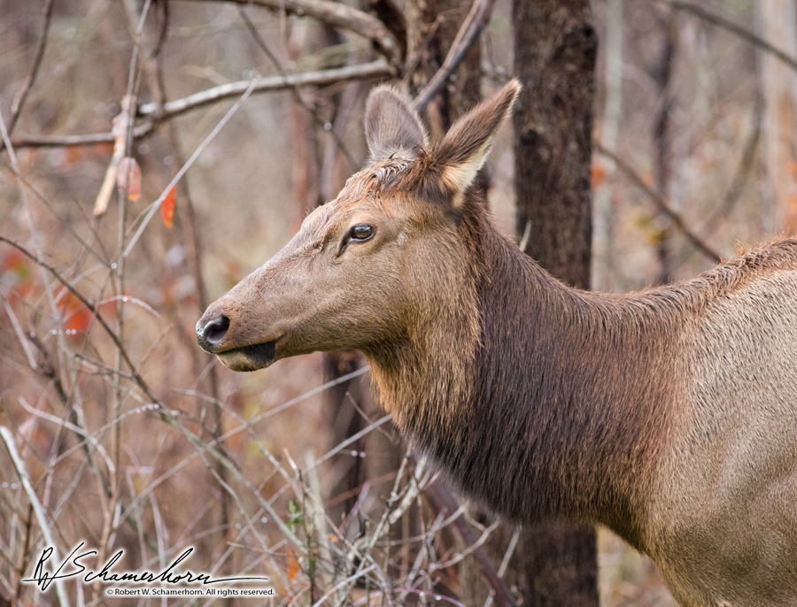 Wildlife Photography Gallery Image