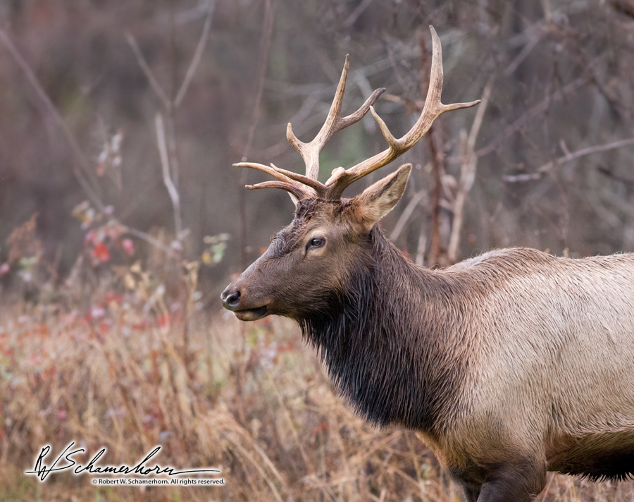 Wildlife Photography Gallery Image