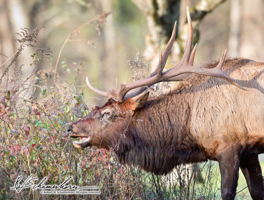 Wildlife Photography Gallery Image