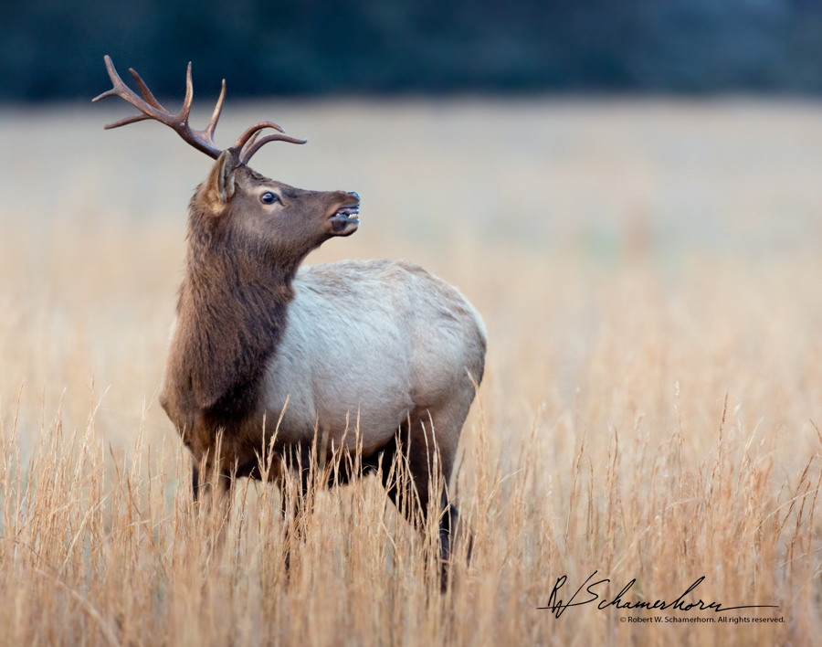 Wildlife Photography Gallery Image